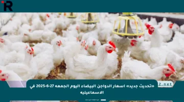 «تحديث جديد» أسعار الدواجن البيضاء اليوم الجمعة 27-6-2025 في الإسماعيلية